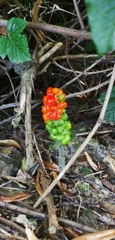 Arum maculatum