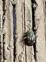 Taedia marmorata