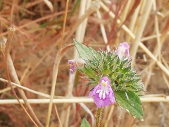 Galeopsis angustifolia