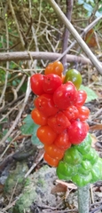 Arum maculatum