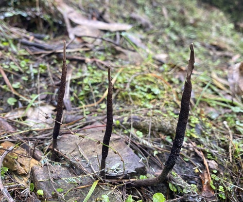 Ophiocordyceps robertsii (Hook.) G.H.Sung, J.M.Sung, Hywel-Jones & Spatafora