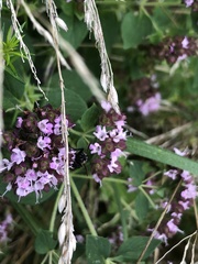 Eriothrix rufomaculata