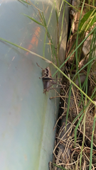 Pholidoptera griseoaptera