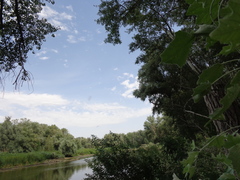 Haliaeetus albicilla