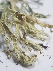 Ramalina labiosorediata