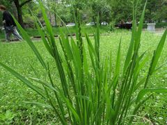 Beckmannia syzigachne