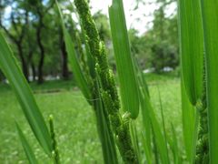 Beckmannia syzigachne