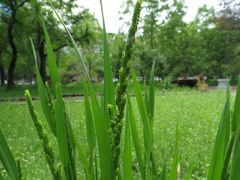 Beckmannia syzigachne