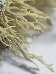 Ramalina labiosorediata