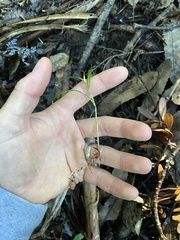 Pterostylis agathicola