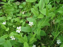 Moehringia lateriflora