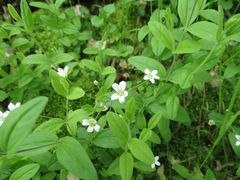 Moehringia lateriflora