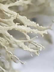 Ramalina labiosorediata