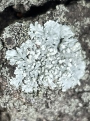 Physcia tribacioides