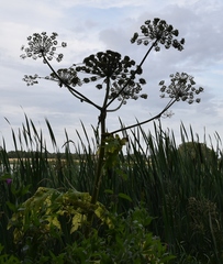 Heracleum sosnowskyi