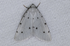 Grotellaforma lactea