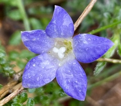 Wahlenbergia capillaris