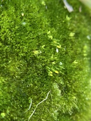 Eccremidium pulchellum