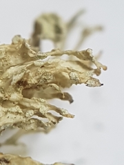 Ramalina labiosorediata