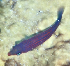 Pseudocheilinus hexataenia
