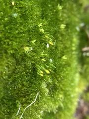 Eccremidium pulchellum