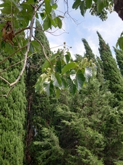 Camptotheca acuminata