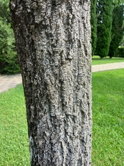 Camptotheca acuminata