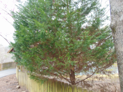 Cupressus × leylandii