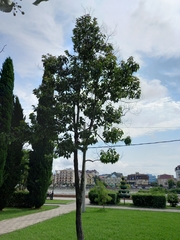 Camptotheca acuminata