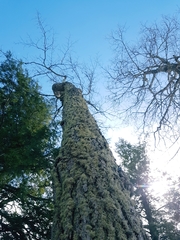 Ramalina labiosorediata