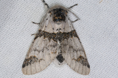 Furcula scolopendrina