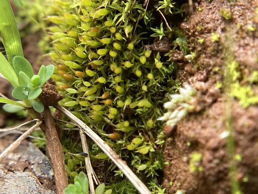 Tetrapterum