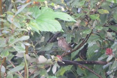 Phylloscopus fuscatus