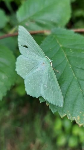 Large Emerald, 8891 Midsland, Nederland, photo 9 of 10