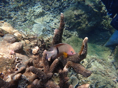 Plectroglyphidodon dickii