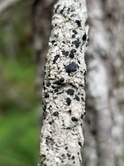 Mycoblastus sanguinarioides