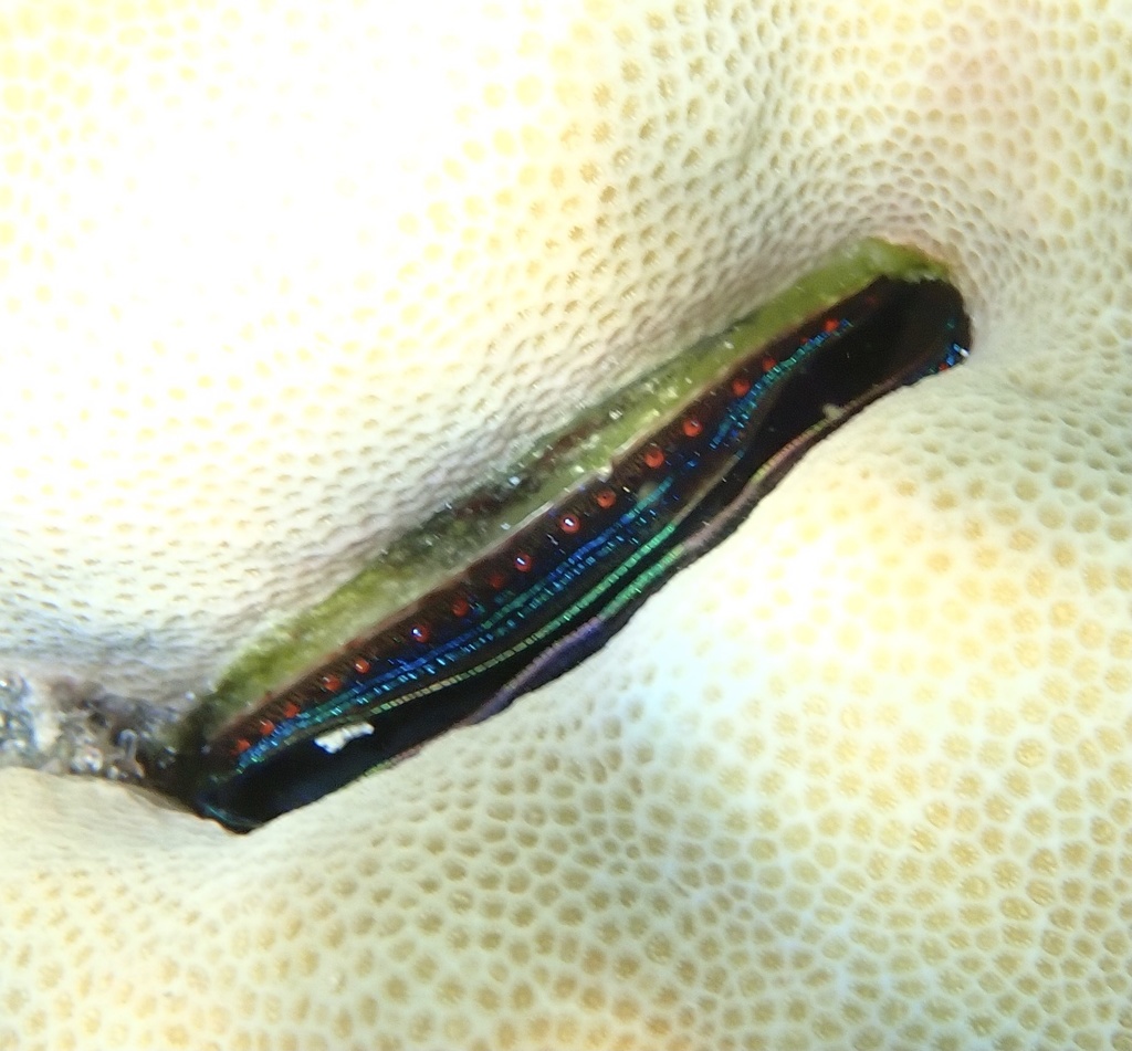 Iridescent Scallop