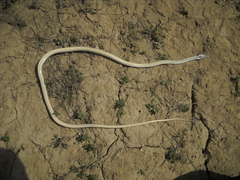 Psammophis lineolatus