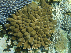 Acropora monticulosa