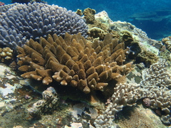 Acropora monticulosa