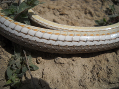 Psammophis lineolatus