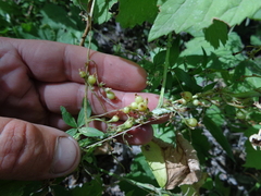 Cuscuta monogyna
