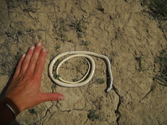 Psammophis lineolatus