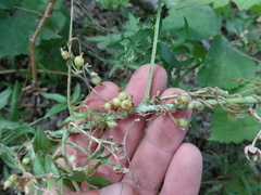 Cuscuta monogyna