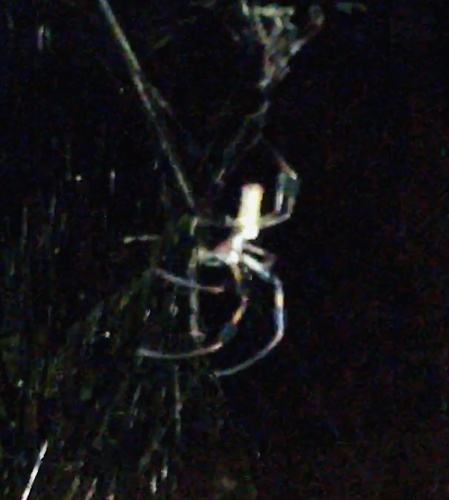 Trichonephila clavipes image