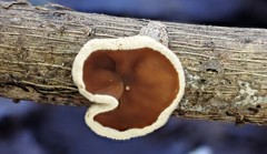 Schizophyllum amplum