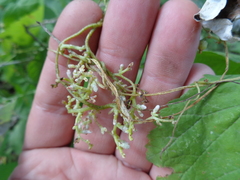 Cuscuta monogyna