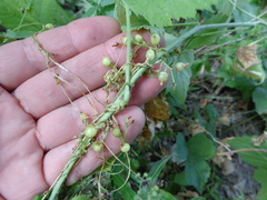 Cuscuta monogyna