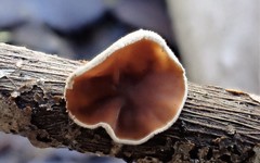 Schizophyllum amplum