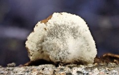 Schizophyllum amplum